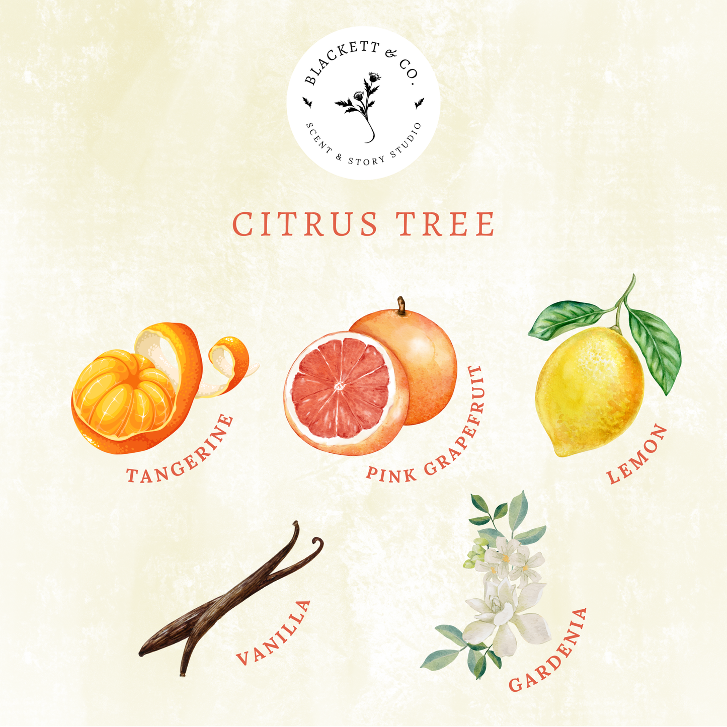 Scent notes of Citrus Tree scented natural soy candle: pink grapefruit, lemon, vanilla, and gardenia.