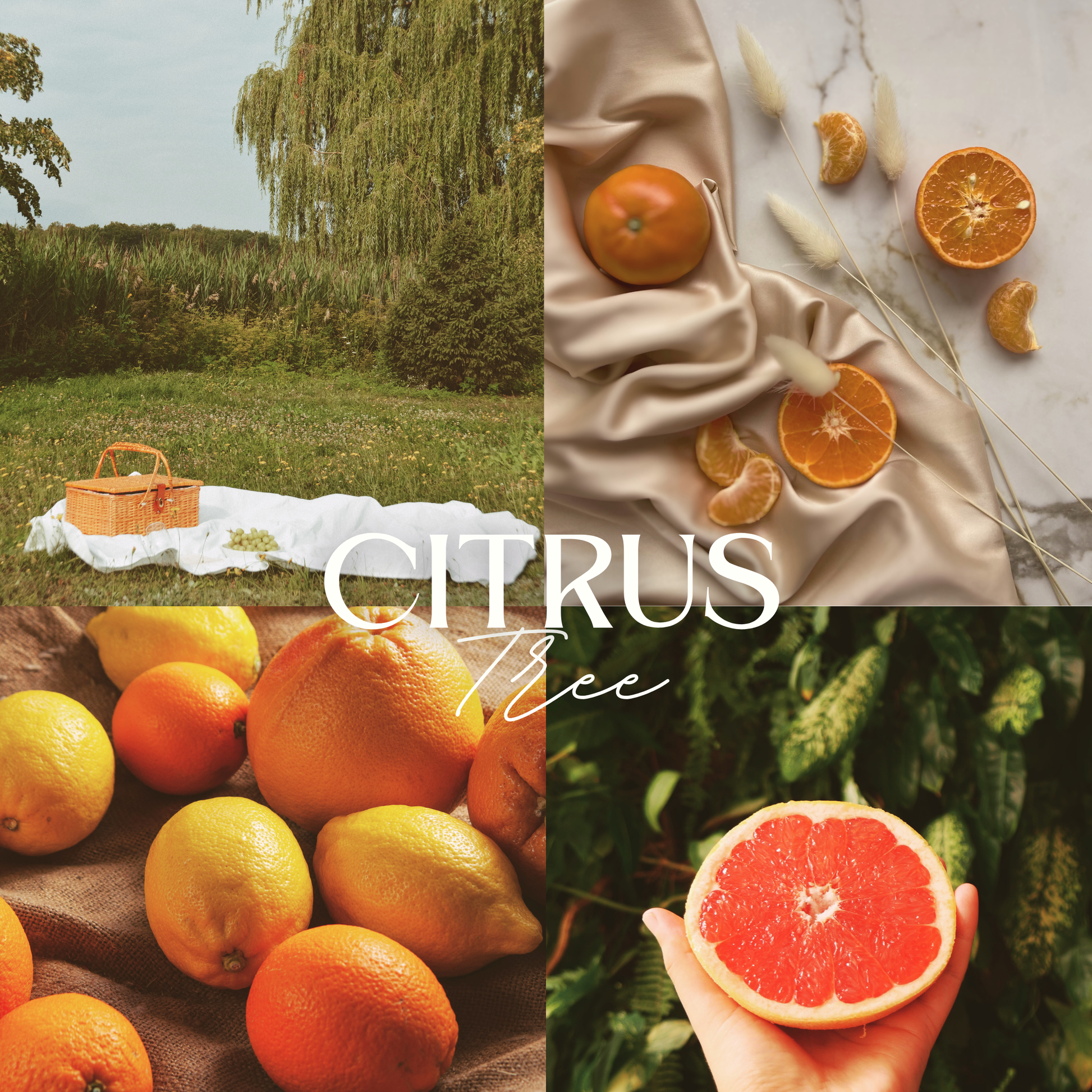 Scent notes of Citrus Tree scented natural soy candle: pink grapefruit, lemon, vanilla, and gardenia.