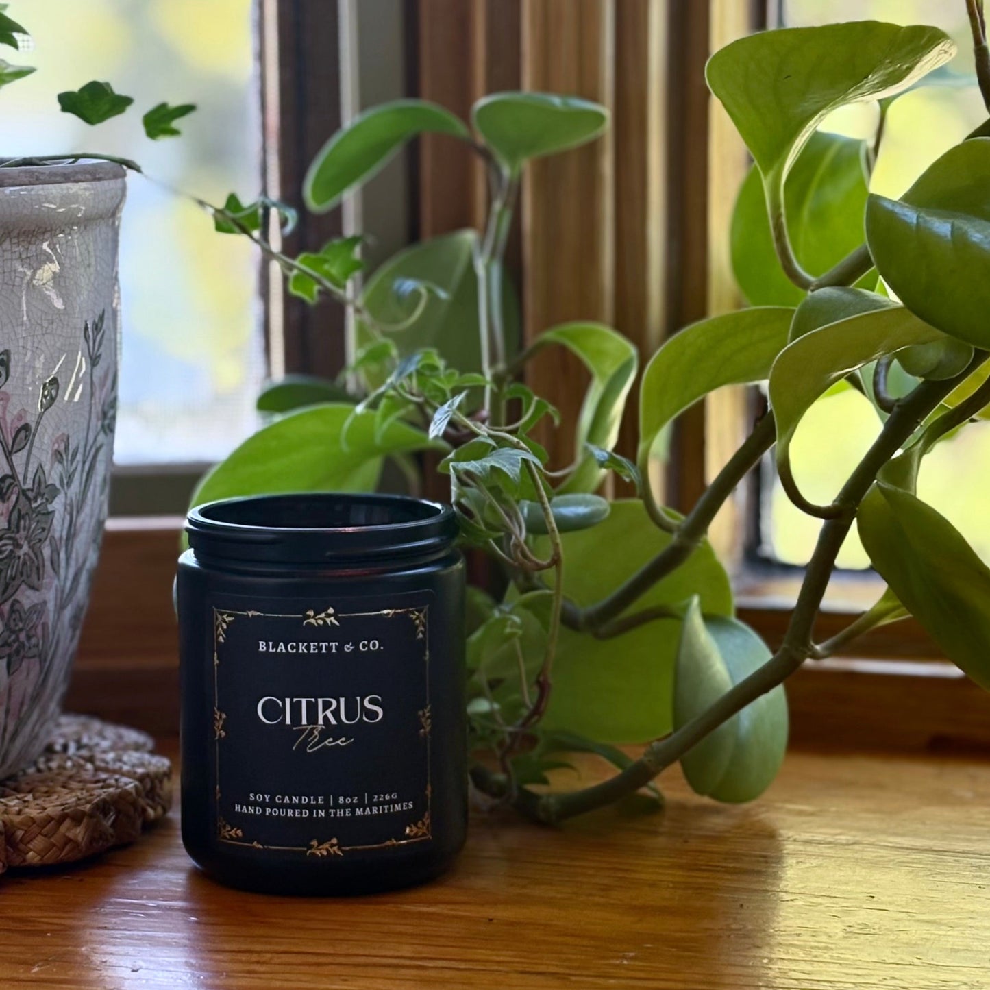 Citrus Tree scented natural soy candle by Blackett & Co. hand poured in Nova Scotia Canada