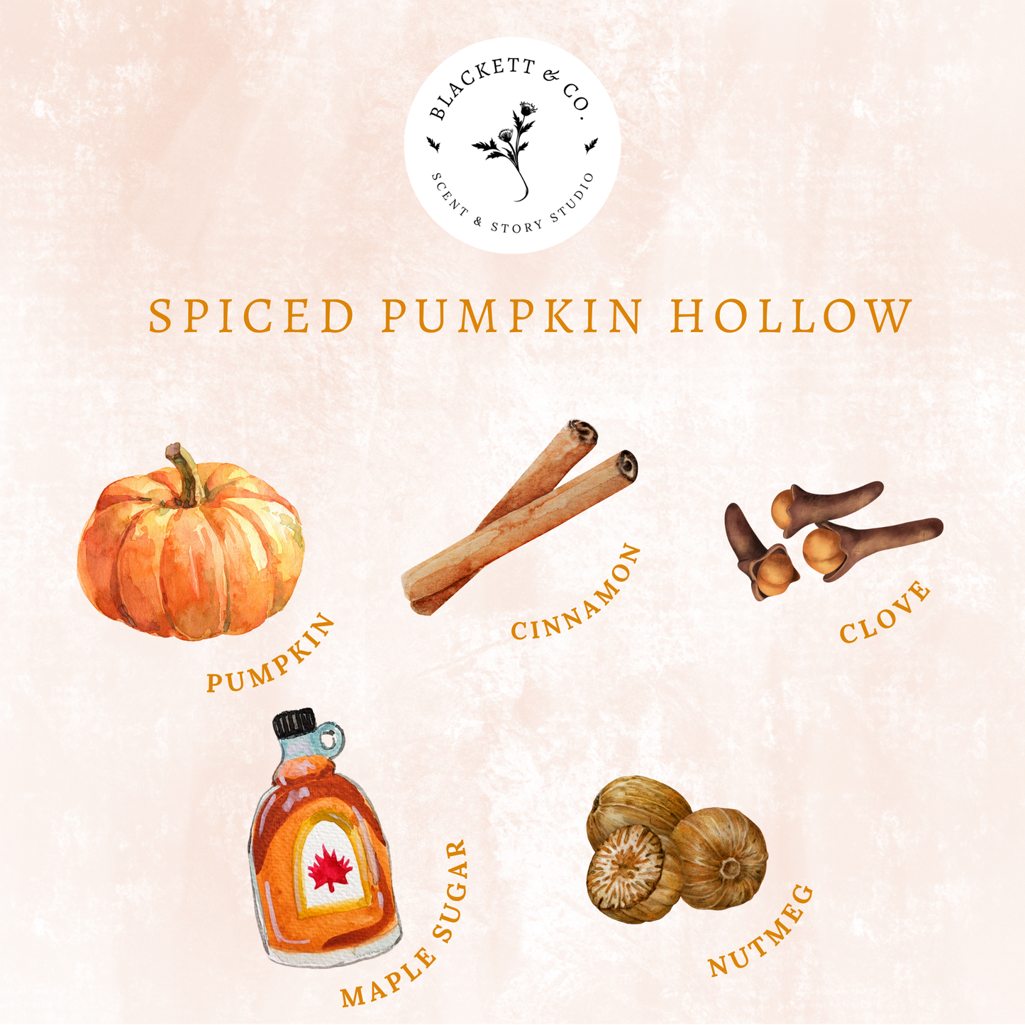 Scent notes of Spiced Pumpkin Hollow scented natural soy candle: pumpkin, cinnamon, clove, maple sugar, nutmeg.