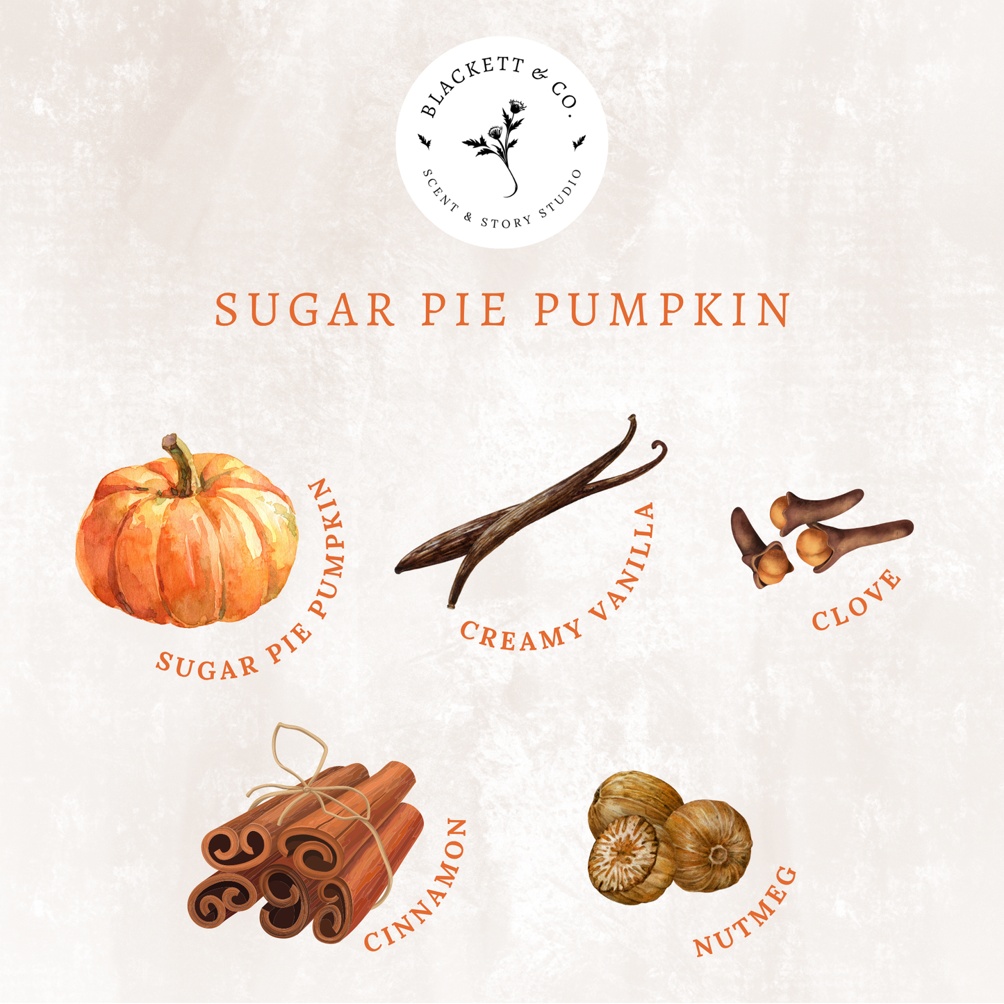 Scent notes of Sugar Pie Pumpkin scented natural soy candle: vanilla, cinnamon, cloves, and nutmeg.