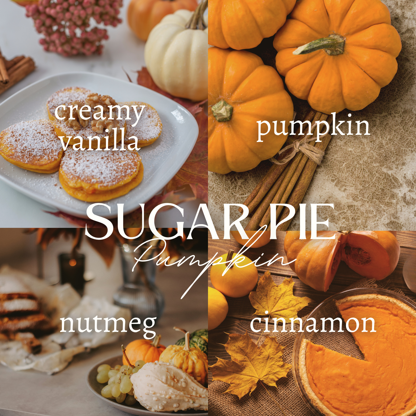 SUGAR PIE PUMPKIN