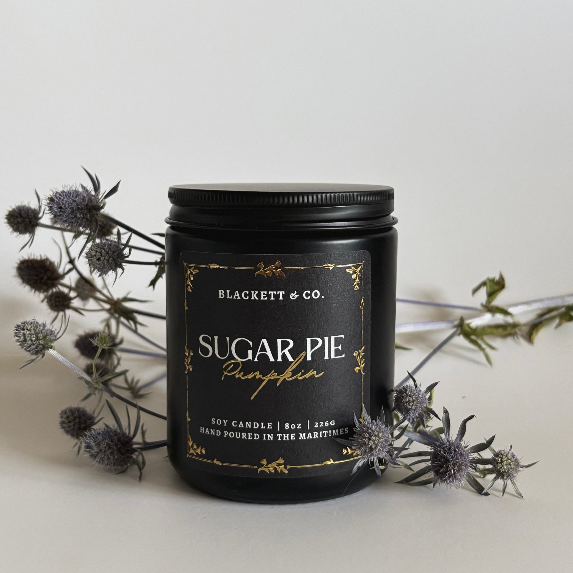 Sugar Pie Pumpkin scented natural soy candle in a black jar by Blackett & Co. on a light background with thistles