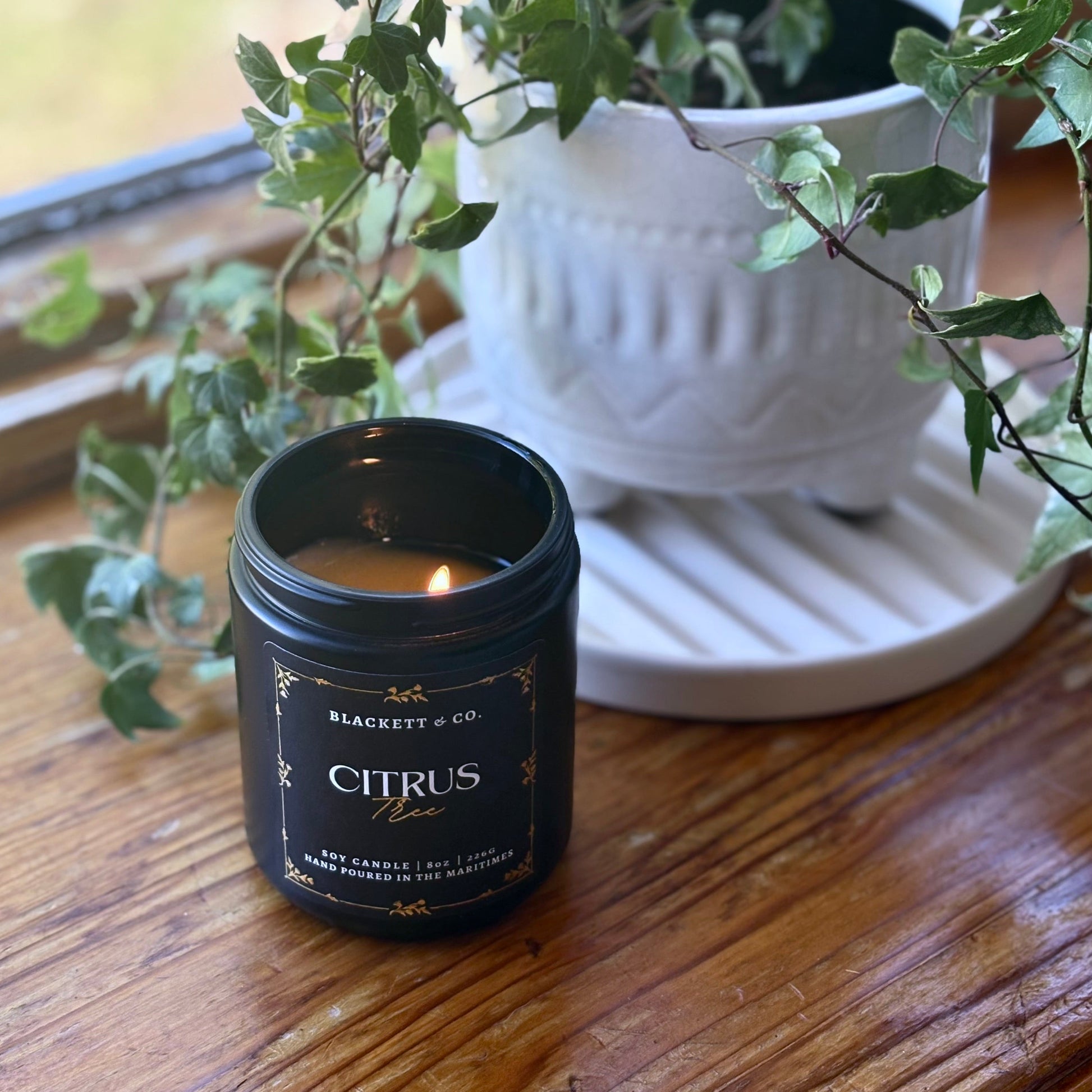 Citrus Tree scented natural soy candle by Blackett & Co. handmade in Atlantic Canada