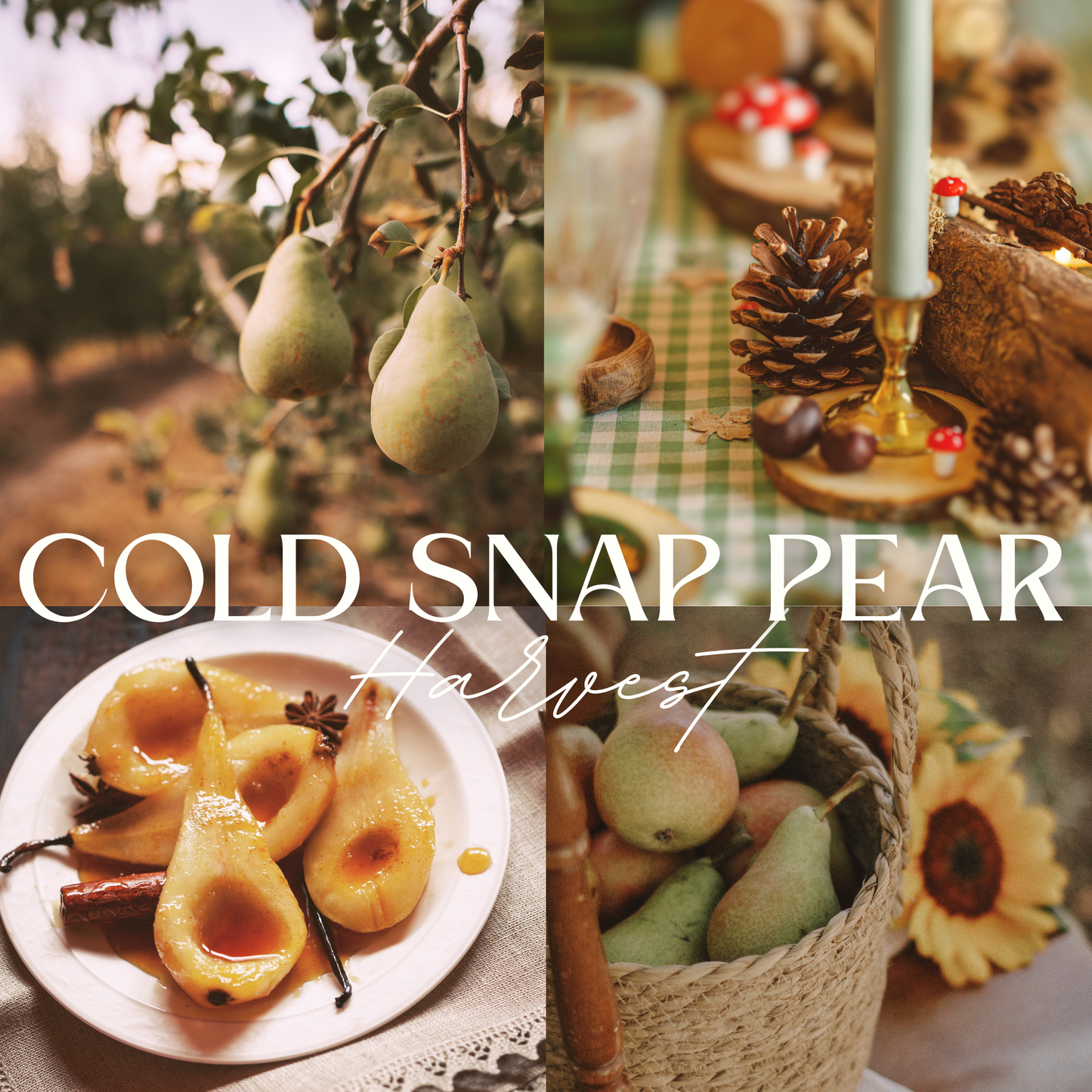COLD SNAP PEAR HARVEST